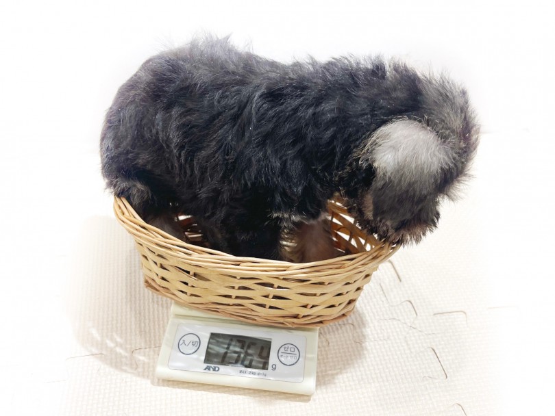 生後60日の体重は1364g！ | ミニチュア・シュナウザー （11870） - 横浜 白楽店