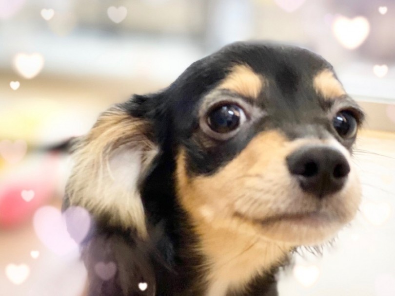 5ヶ月になったチワックスくん | MIX犬 チワックス （312024） - 横浜 港北ニュータウン店