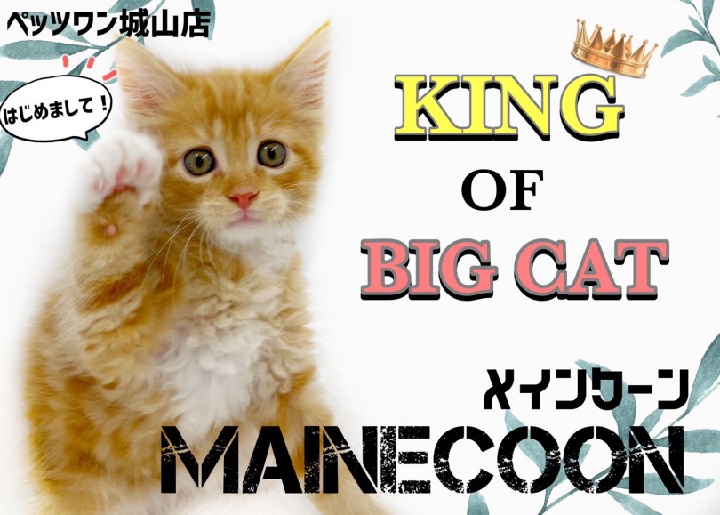 【 メインクーン 】キングオブビックキャット！可愛さも人懐っこさも最大級！