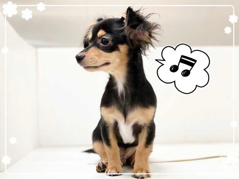 入店時640gだった体重は1.9kgになりました | MIX犬 チワックス （312024） - 横浜 港北ニュータウン店