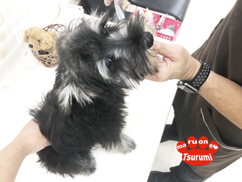シュナウザーと生活する上でのポイント | ミニチュア・シュナウザー （713801） - 横浜 鶴見店