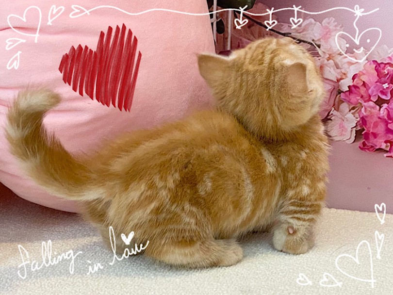 マンチカンってどんな猫種？ | マンチカン （312053） - 横浜 港北ニュータウン店
