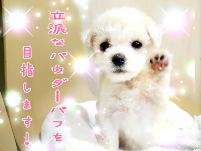 目指せ！憧れのパウダーパフ！立派なアフロヘアになりますよ！ | ビションフリーゼ （130365） - 高井戸店