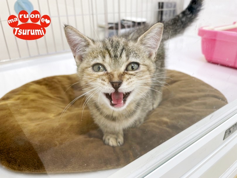 マンチカンちゃんとお客様のご来店心よりお待ちしております | マンチカン （713822） - 横浜 鶴見店