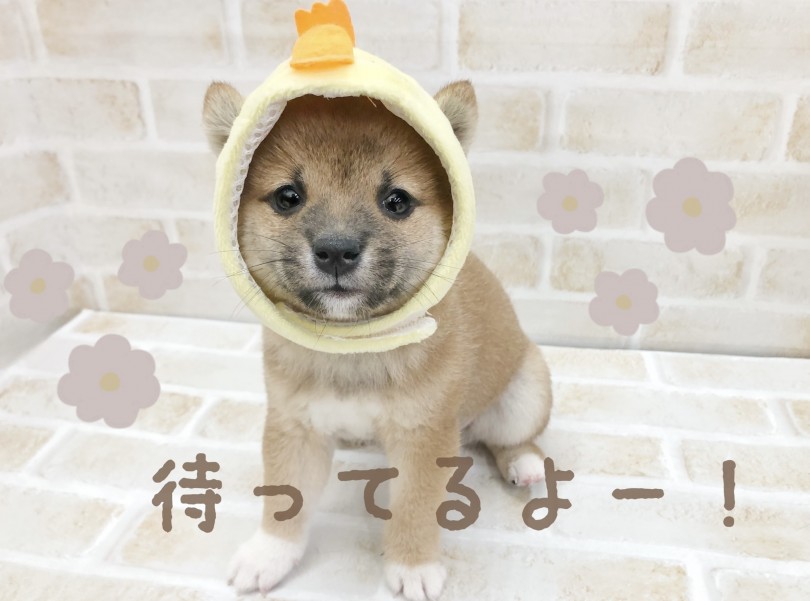 皆様のご来店お待ちしております | 豆柴 （116634） - 下丸子店