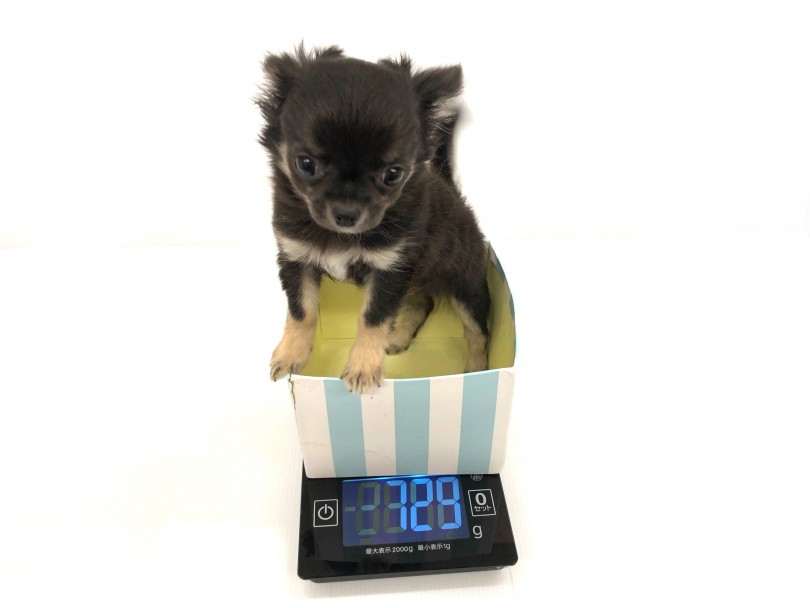 生後3ヶ月半、現在(9/23時点)の体重は729g | チワワ （118590） - 城山店