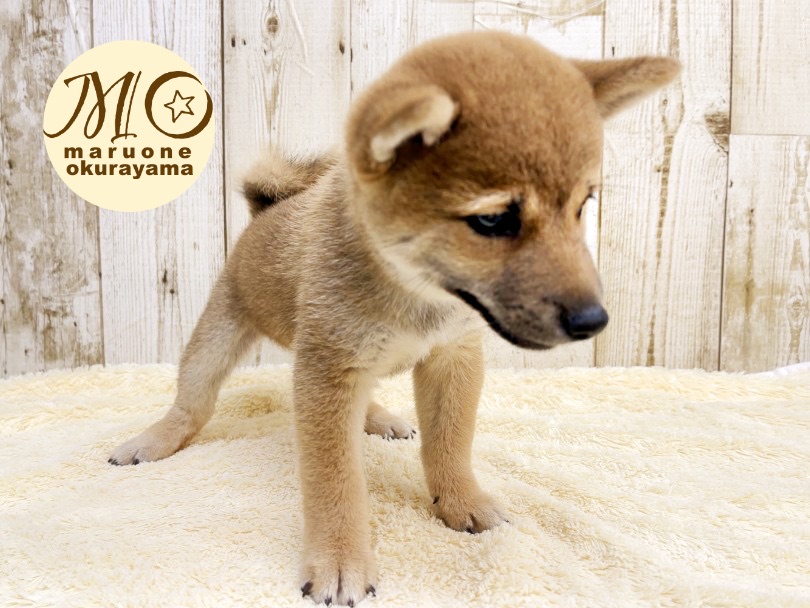日本豆柴犬協会認定犬登場 | 豆柴 （6131066） - 横浜 大倉山店