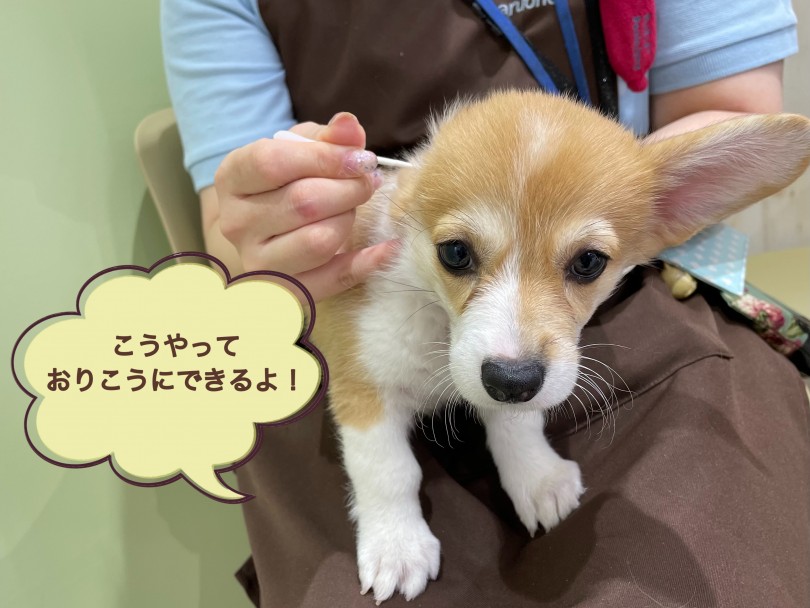 すでにお手入れは完璧！！お家でも出来るように一緒に練習していきましょう！ | ウェルシュコーギーペンブローク （130369） - 高井戸店