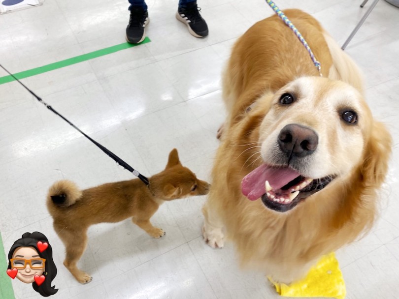 社交性バッチリなわんこを目指して毎日特訓中 | 柴犬 （120416） - 横浜 今宿店