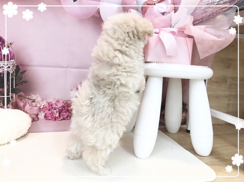 短足マニアにはたまらないドワーフ体型 | MIX犬 ポメプー （312050） - 横浜 港北ニュータウン店