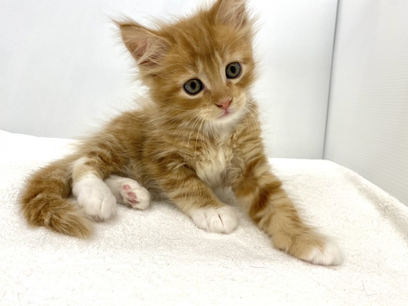 猫の中ではかなり珍しい被毛 | メインクーン （118597） - 城山店