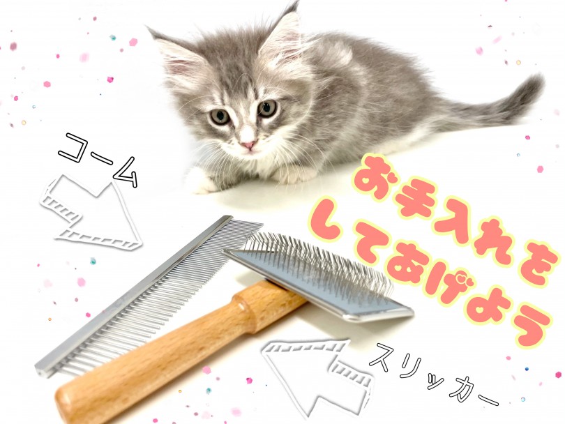 長毛の猫ちゃんはブラッシングが必要不可欠 | サイベリアン （150227） - 東川口店