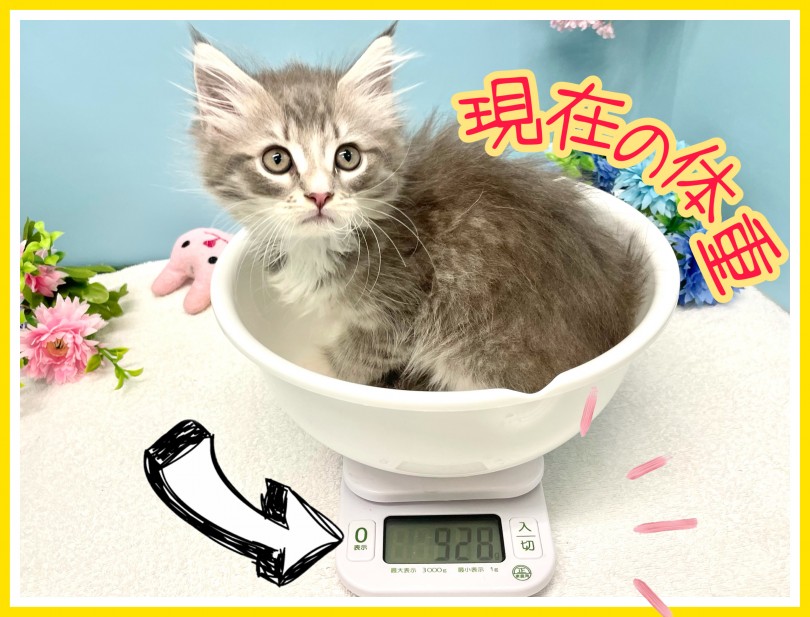 現在の体重は928g | サイベリアン （150227） - 東川口店