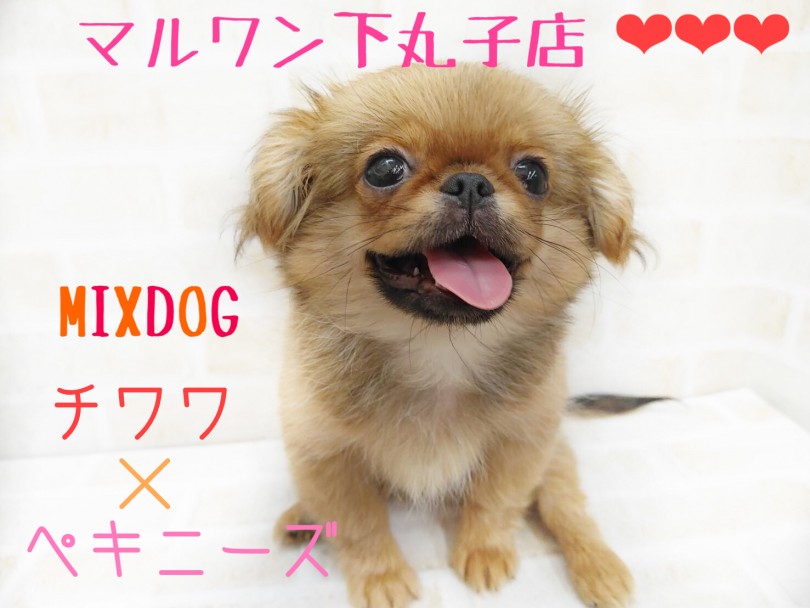 【 チワペキ 】チワワとペキニーズの最強ⅮNAを受け継いだオンリーワンベイビー
