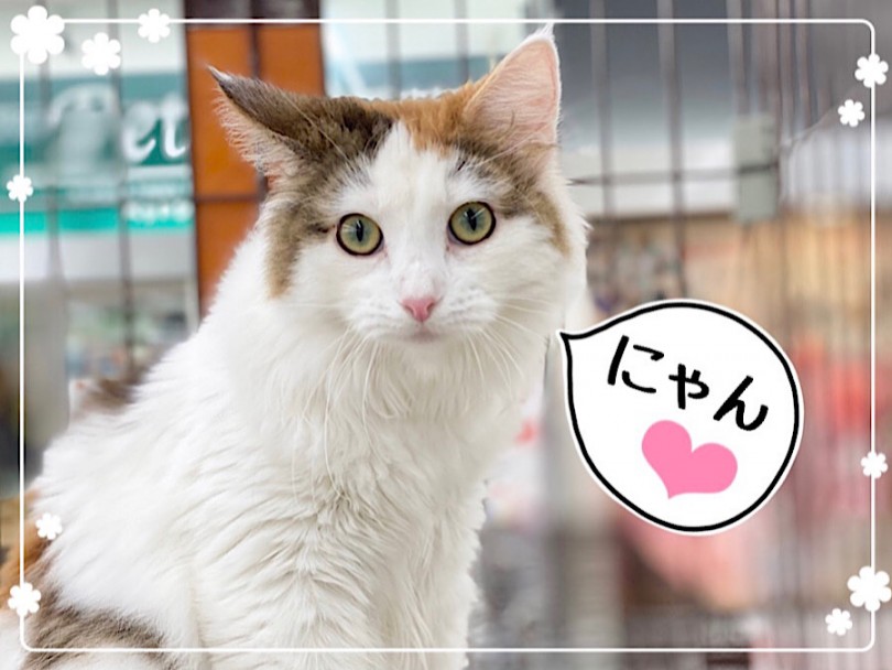 シュッと通った鼻筋とアーモンド型の綺麗な瞳でとっても美形なお顔立ち | ノルウェージャンフォレストキャット （312052） - 横浜 港北ニュータウン店