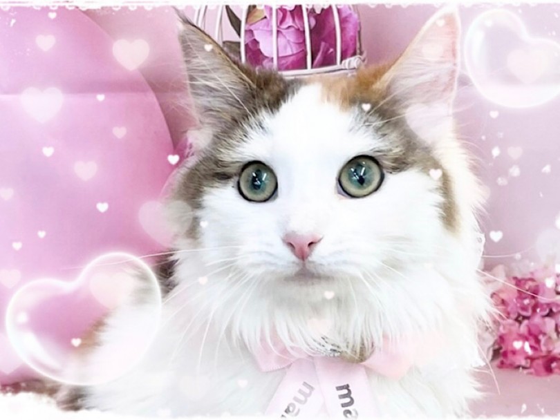 優しいカラーの人気大型猫種のノルウェージャンフォレストキャットのノルちゃん | ノルウェージャンフォレストキャット （312052） - 横浜 港北ニュータウン店