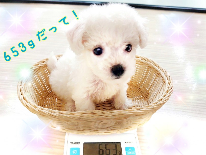 生後60日で653g！！ベイビー感満載のちびっこサイズです！ | ビションフリーゼ （130365） - 高井戸店