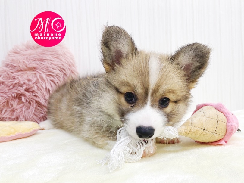 ぜひもふもふ天使コーギーちゃんに会いにいらしてくださいませ！ | ウェルシュコーギーペンブローク （6131065） - 横浜 大倉山店