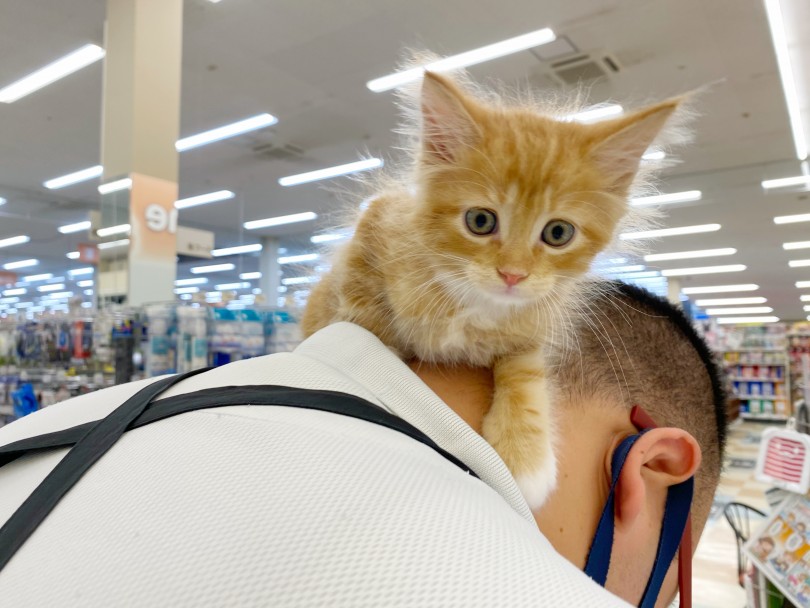 『広くなくていい？』家族に迎えるために必要な飼育空間 | メインクーン （118597） - 城山店