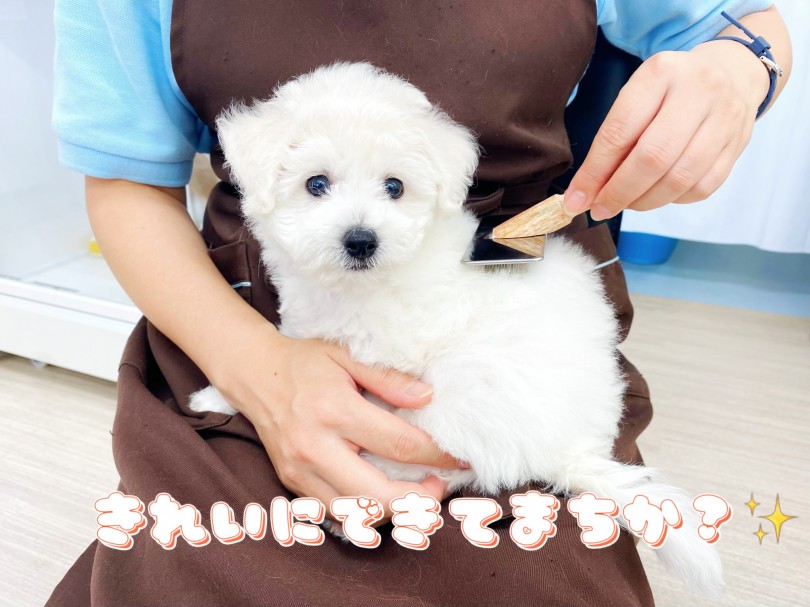ビションちゃんだからこそのお手入れの重要性 | ビションフリーゼ （512751） - 本羽田店