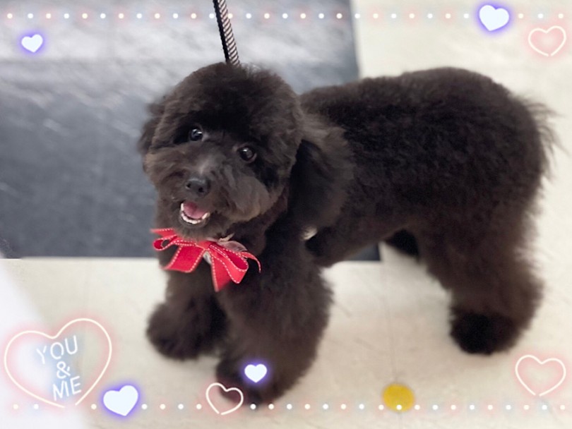 トイ・プードルという犬種 | トイ・プードル （312028） - 横浜 港北ニュータウン店