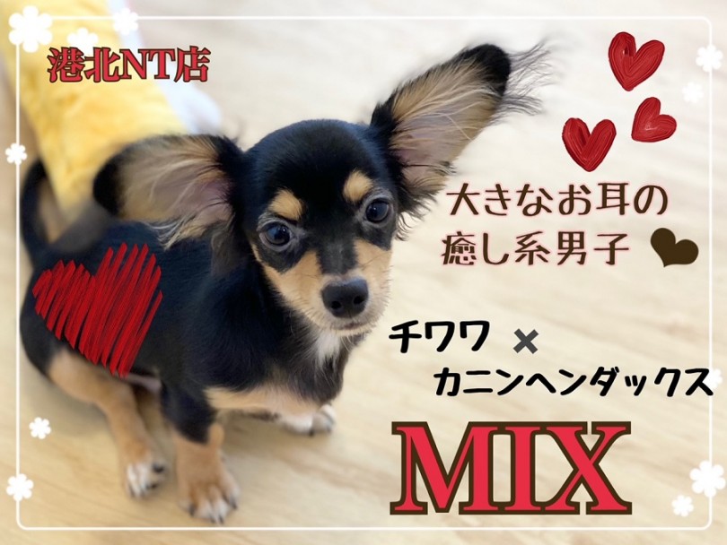 【 ミックス 】港北NT通信！5ヶ月で1.9kg！大きなお耳のチワックス！