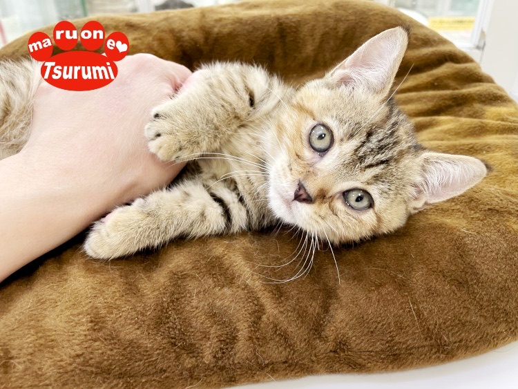おもちゃで遊ぶのも大好きですが、やっぱり大好きな飼い主様と遊ぶのが1番！ | マンチカン （713822） - 横浜 鶴見店