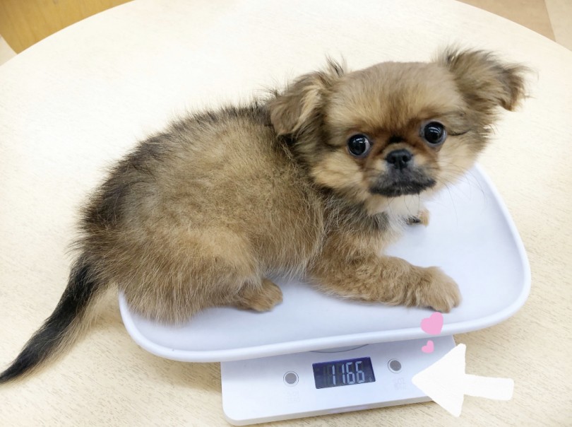 両親のⅮNAを受け継いだ可愛い見た目にとっても人懐っこくて穏やかな性格♪ | MIX犬 チワペキ (116605) - 下丸子店