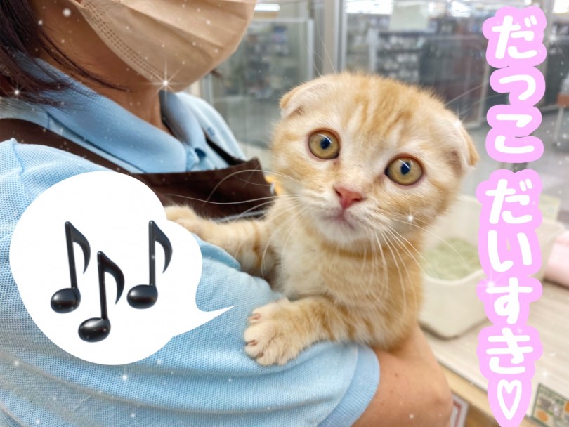 平均よりも小さめで飼いやすいサイズ感 | スコティッシュフォールド （512752） - 本羽田店