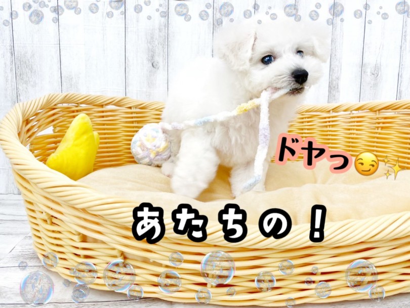 ビションちゃんのお遊びタイム♪ | ビションフリーゼ （512751） - 本羽田店