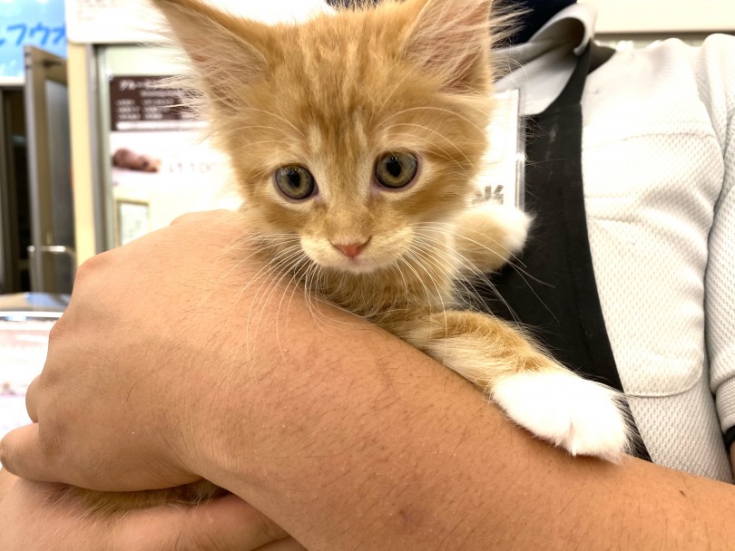 本当に飼いやすい性格 | メインクーン （118597） - 城山店