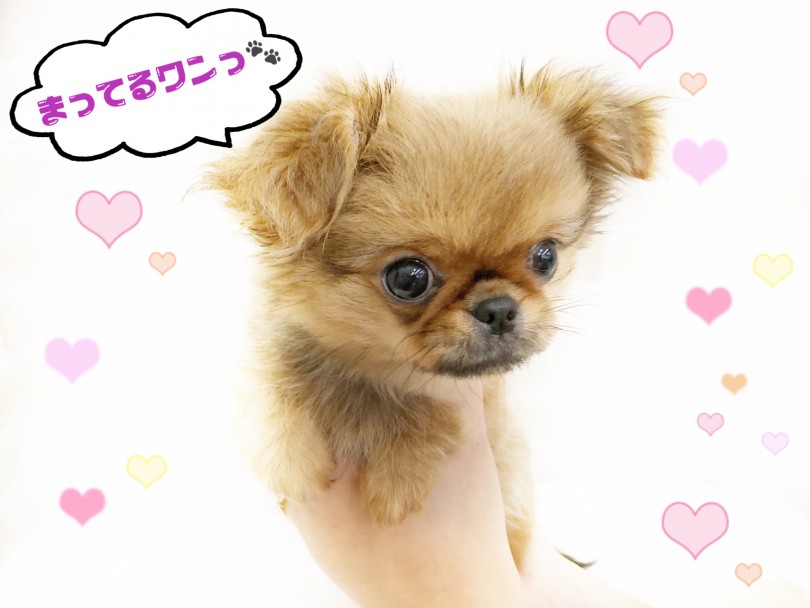 チワペキちゃんはご家族の究極の癒しになってくれるに違いありませんっ! | MIX犬 チワペキ (116605) - 下丸子店