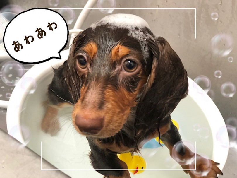 カニンヘン君も大人しくシャンプーさせてくれる子です♡ | カニンヘン・ダックスフント （312030） - 横浜 港北ニュータウン店
