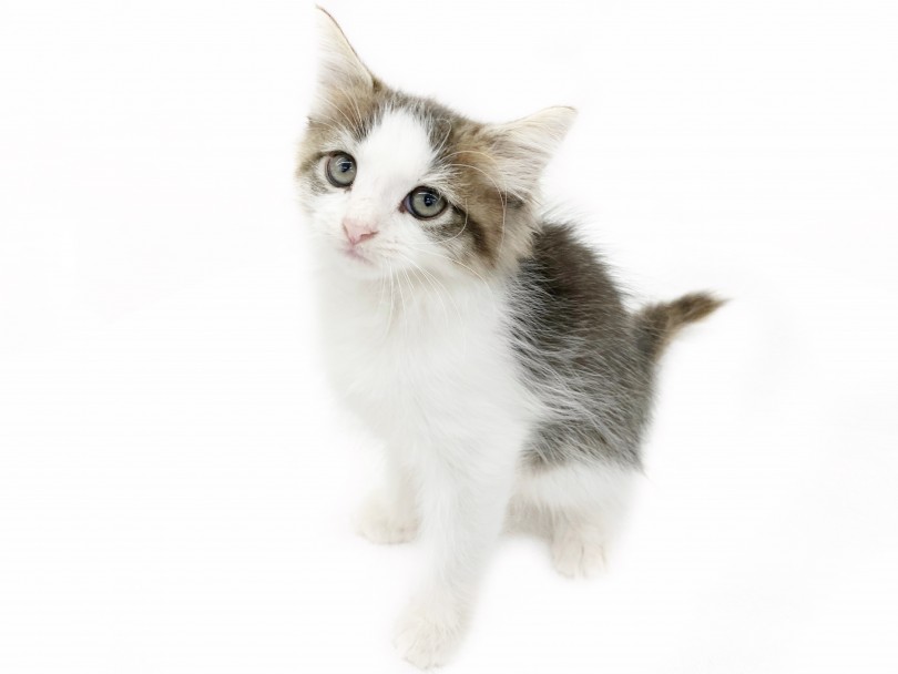 比較的ブラッシングしやすい猫種 | ノルウェージャンフォレストキャット （014400） - 東日暮里店