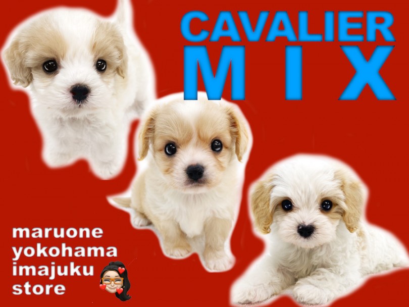 【 キャバリアMIX犬特集 】大注目！幻のキャバリアハーフ犬をご紹介！