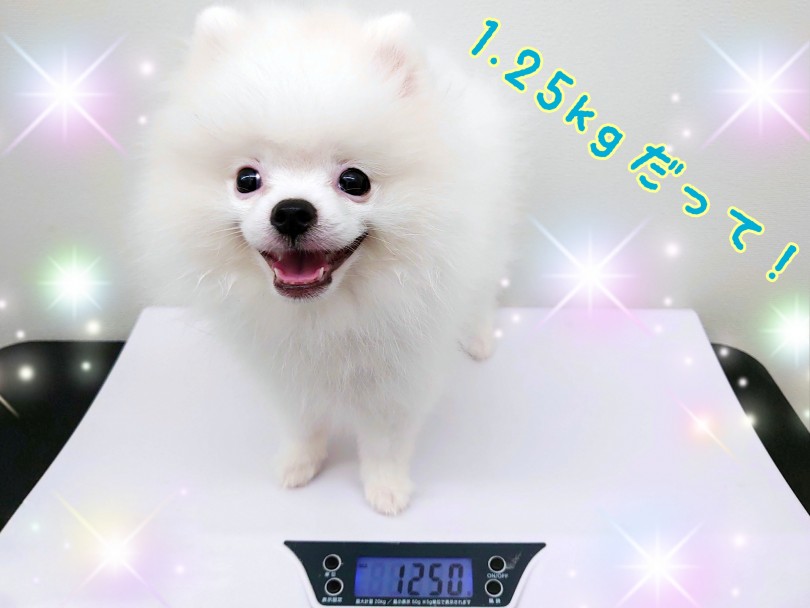 生後4ヶ月半で1.25kgの小さめサイズ！！もふもふの被毛はまだ健在です！ | ホワイト ポメラニアン （130346） -  高井戸店