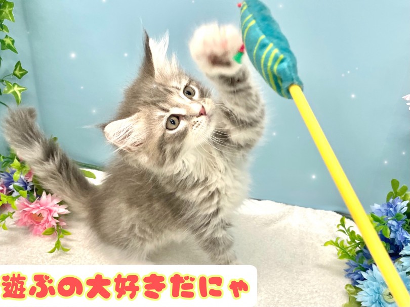 この子と遊んで癒されませんか？ | サイベリアン （150227） - 東川口店