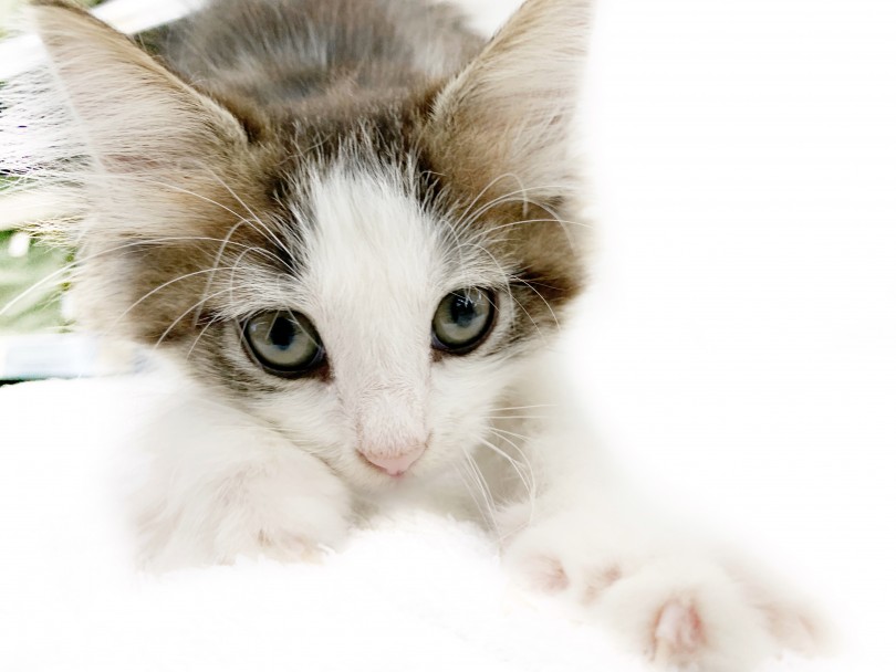 多頭飼いなど、様々な生活環境に適応できる | ノルウェージャンフォレストキャット （014400） - 東日暮里店