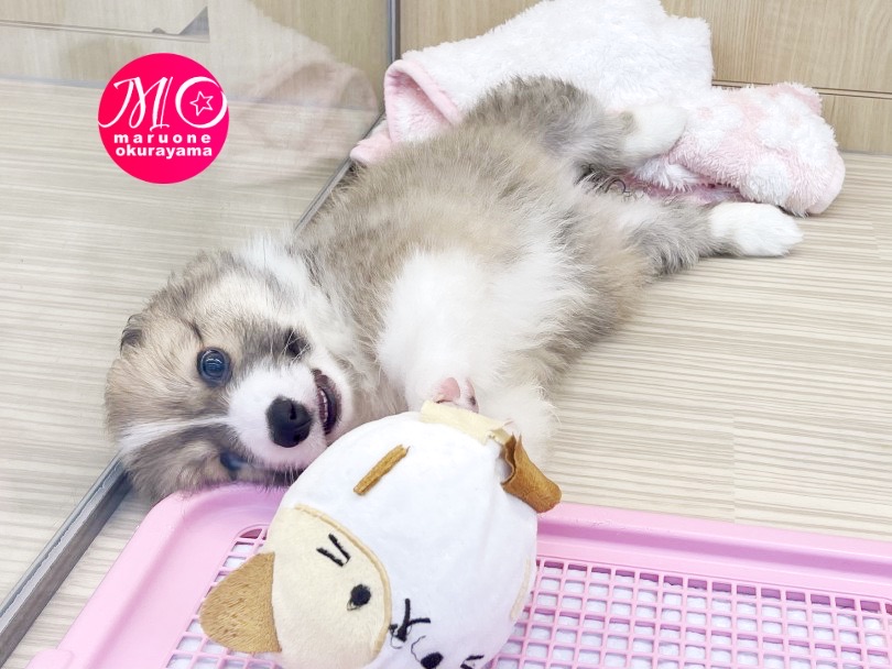 もふもふ天使コーギーちゃんはフレンドリーワンコ | ウェルシュコーギーペンブローク （6131065） - 横浜 大倉山店