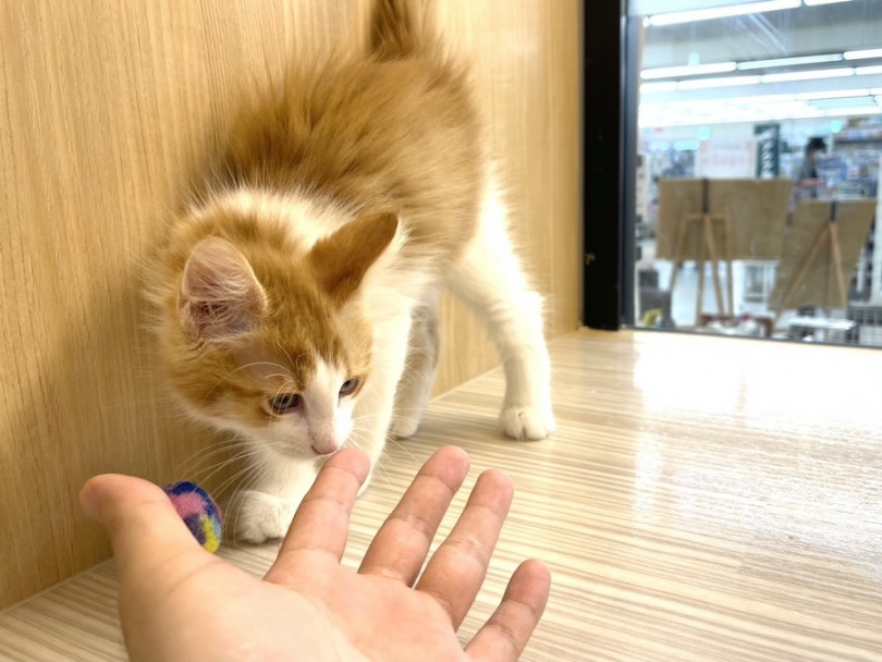 これから一緒に暮らしていく猫ちゃんをお探しの方は是非ノルくんに会ってみてください！ | ノルウェージャンフォレストキャット （814710） - 大和 相模大塚店