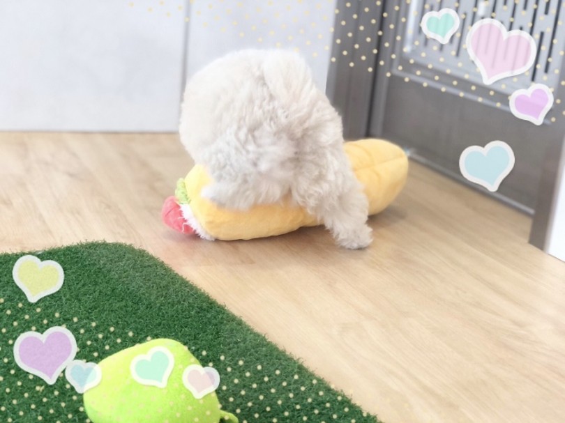 ポメプーくんの可愛さを是非実感しに来てくださいね | MIX犬 ポメプー （312050） - 横浜 港北ニュータウン店