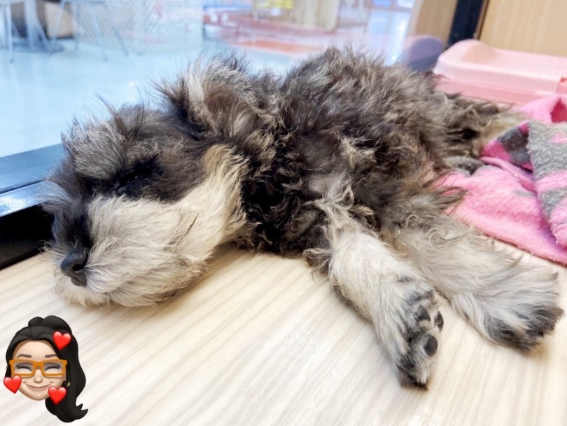 爆睡シュナちゃん♡ | ミニチュア・シュナウザー （120461） - 横浜 今宿店