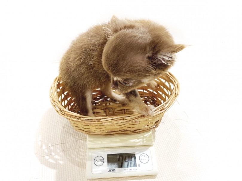 生後84日の体重が740g！小さめサイズに成長中 | チワワ （11864） - 横浜 白楽店