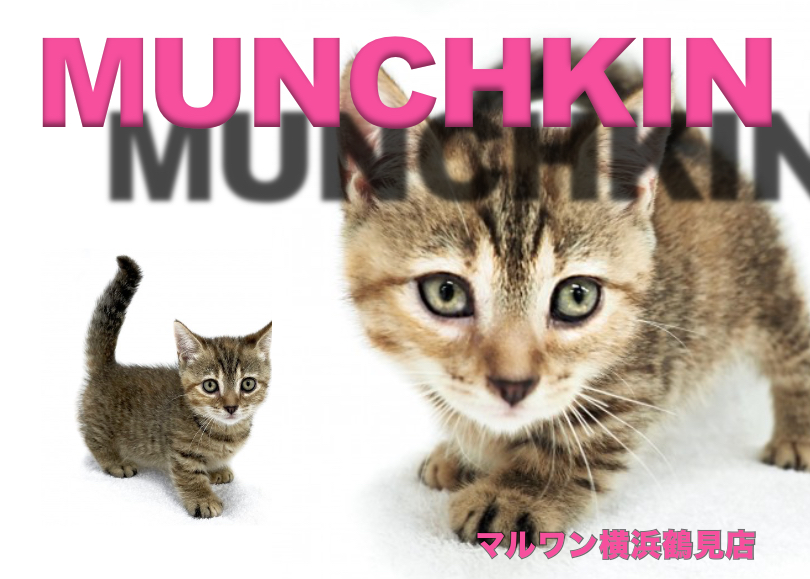 【 マンチカン 】おっとり系のマイペース！最強癒し系短足マンチカン登場！