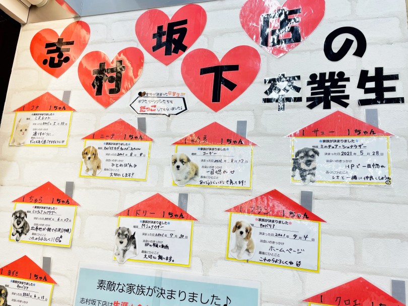 卒業生ならいつでもなんどでもご相談いただけます | お手入れカリキュラムで充実したペットライフを！- 志村坂下店