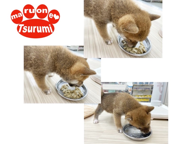 まちに待った大好きなご飯のお時間です | 豆柴 （713821） - 横浜 鶴見店
