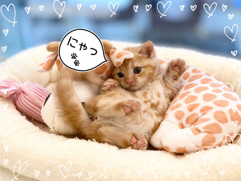 ちびちびマンちゃんの可愛い仕草に毎日癒されてみませんか？ | マンチカン （312053） - 横浜 港北ニュータウン店