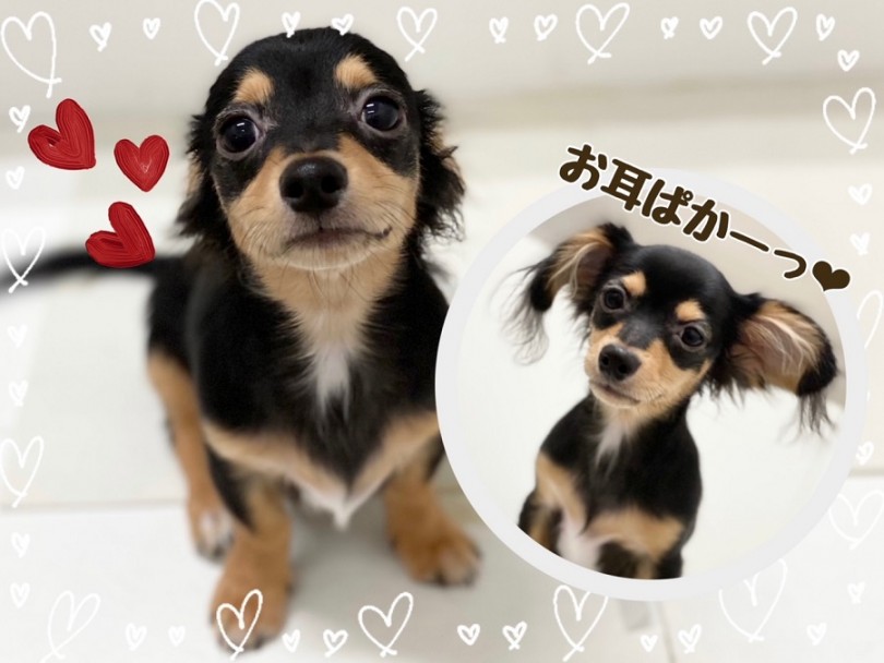 丸みのある赤ちゃんのお顔から、シュッとして大人っぽくなってきました | MIX犬 チワックス （312024） - 横浜 港北ニュータウン店