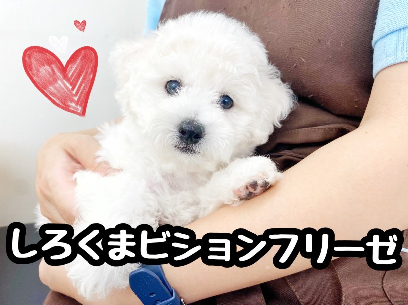 白くまの赤ちゃんの様な優しく幼いお顔 | ビションフリーゼ （512751） - 本羽田店