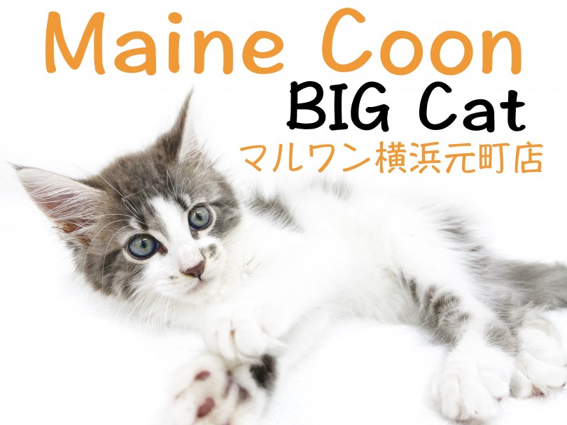 【  メインクーン 】優しいBIG Cat！性格から過ごし方まで徹底解説！